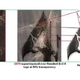 An exhibit from the lawsuit showing similarities between images from Surfaces and Resident Evil